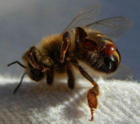Milbe auf Bienen