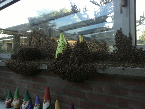 Bienenschwarm auf der Terrasse