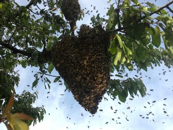 Bienenschwrm im Kirschbaum