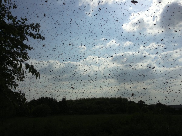 Bienenschwrm sammelt sich