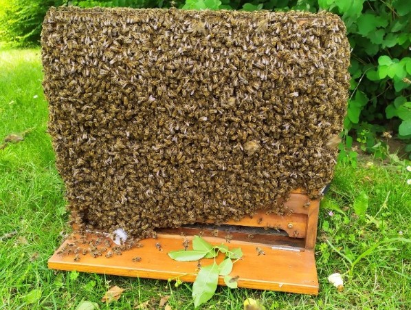 Bienenschwarm an der Beute