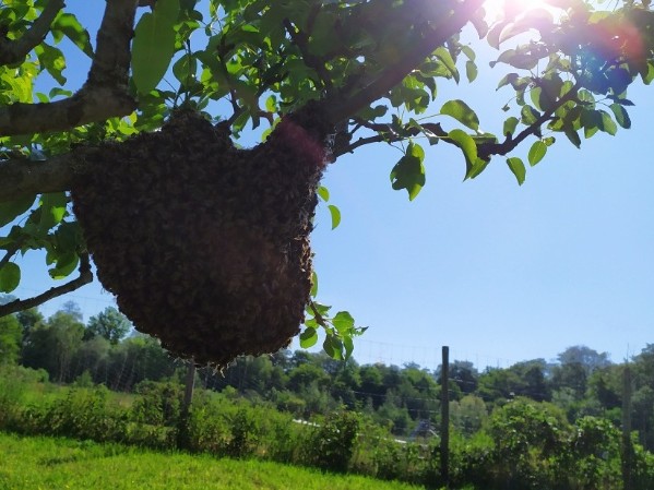 Bienenschwarm in geringer Höhe