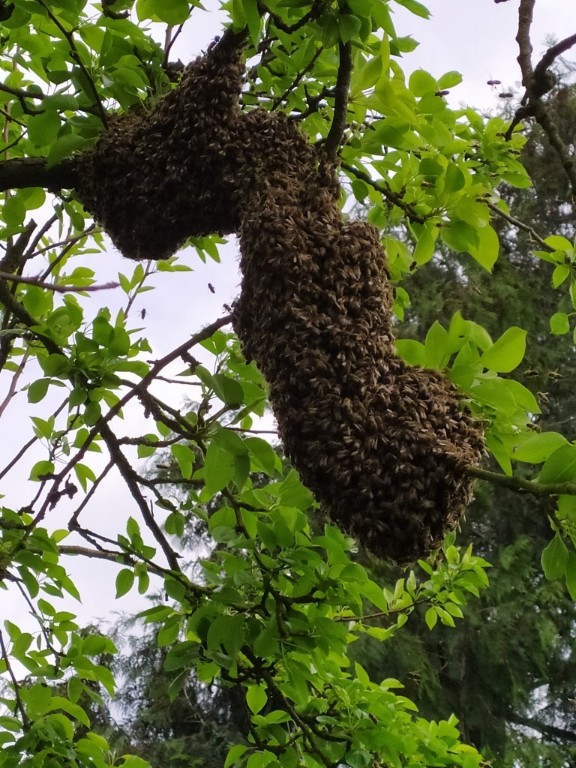 Bienenschwarm verteilt sich über die Länge